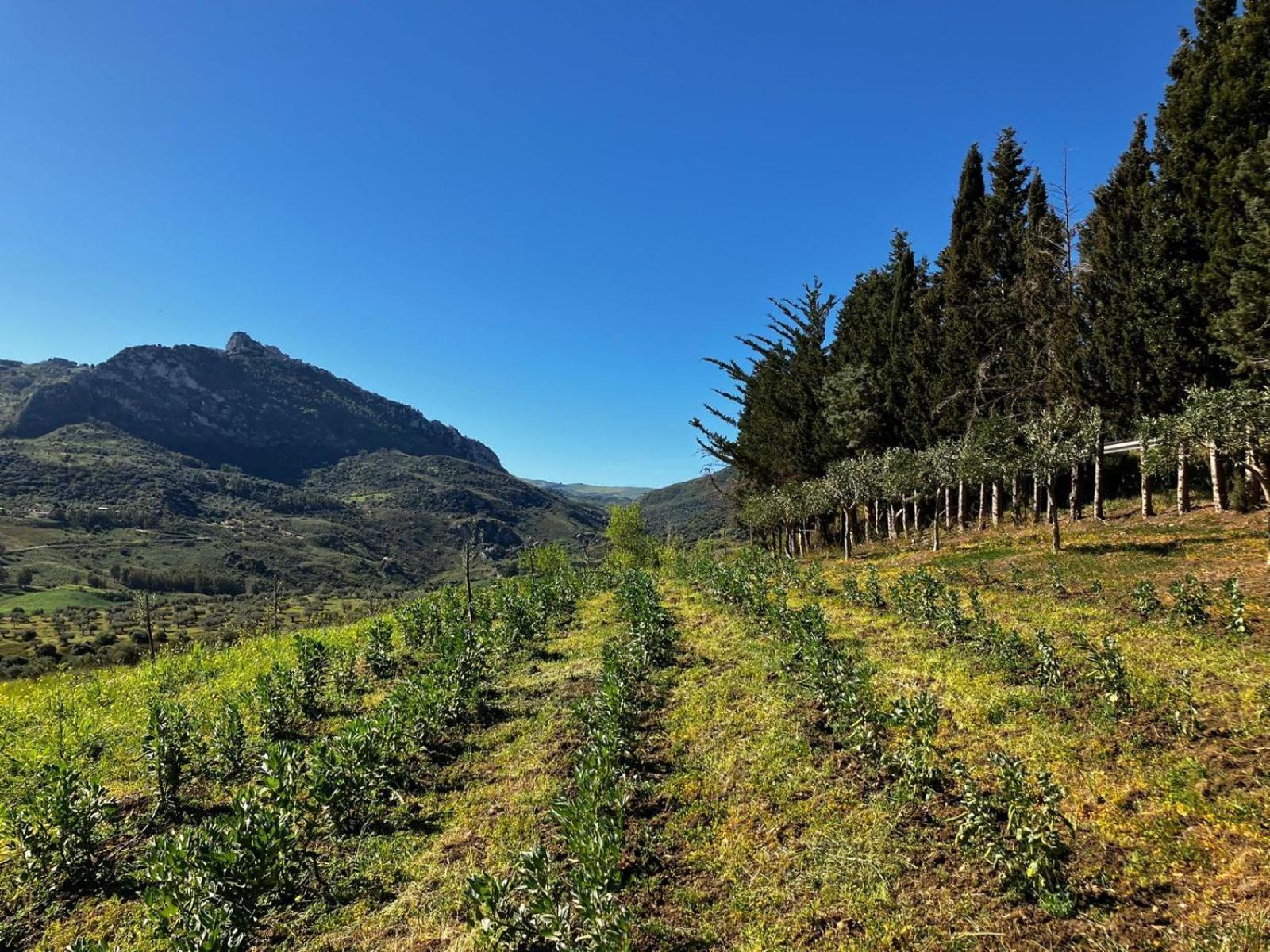 Le Case Di Cardellino - Agrispa Sclafani Экстерьер фото